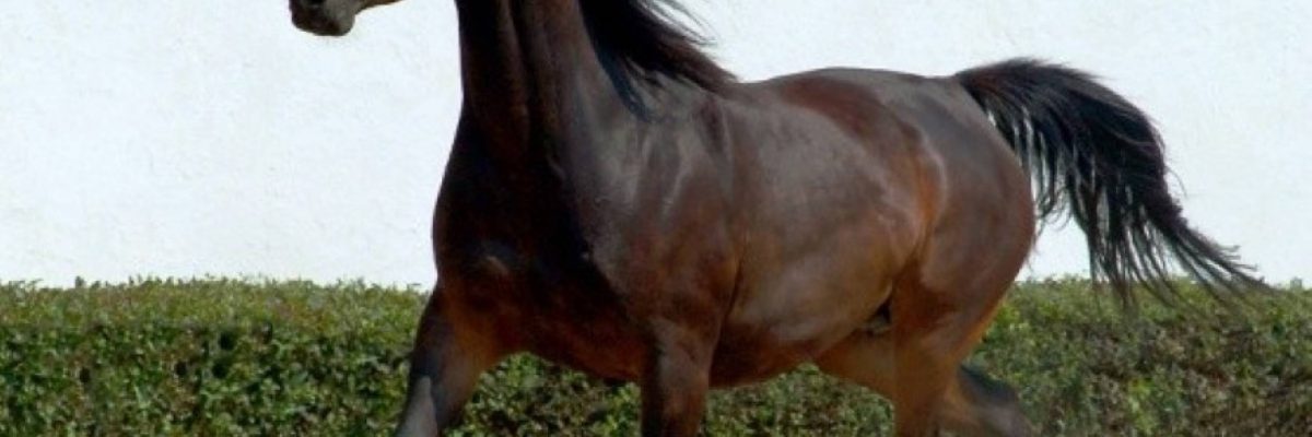 cavalli minorchini