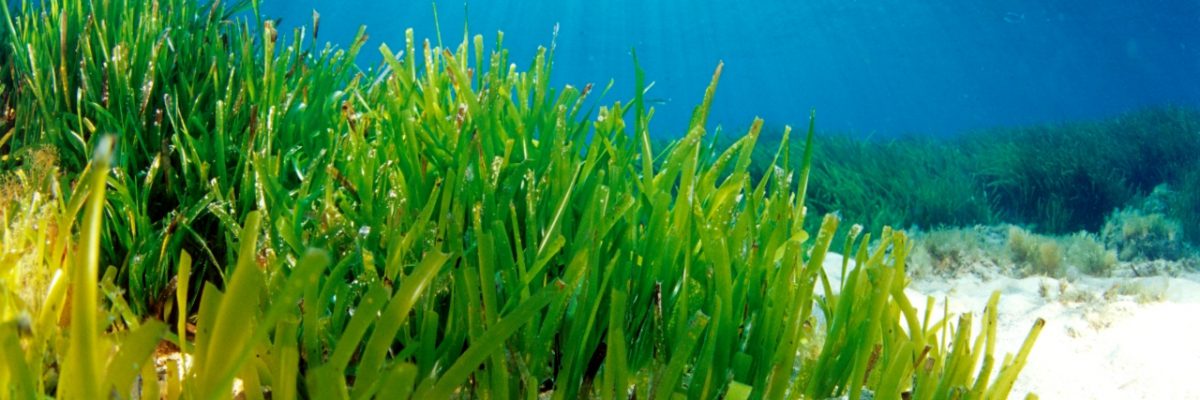 posidonia minorca