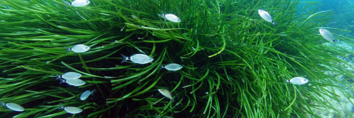 Menorca Posidonia océanica