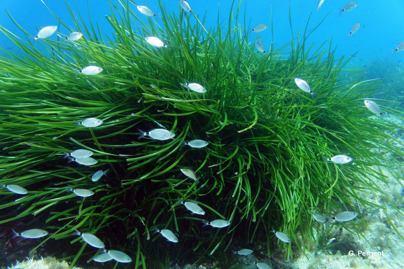 Океанические водоросли. Посидония океаническая. Посидония водоросль. Посейдония водоросли. Морская трава Posidonia Oceanica.