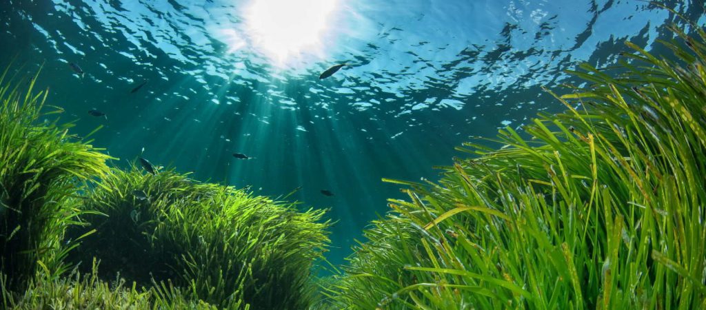 posidonia menorca