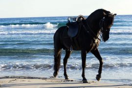 caballos menorca