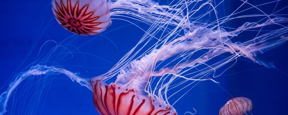 Qué hacer en el caso de picaduras de medusas