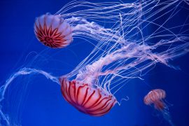Qué hacer en el caso de picaduras de medusas