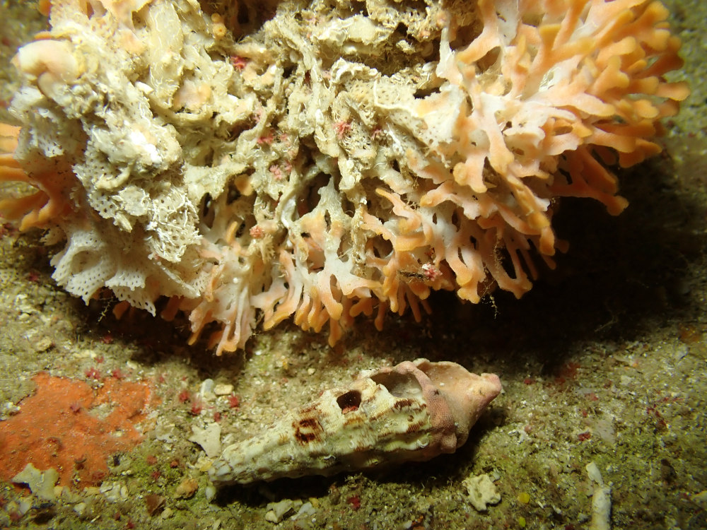 submarinismo en menorca isla del aire