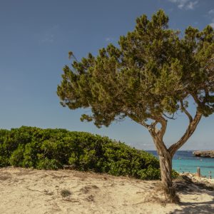 minorca cala en bosch