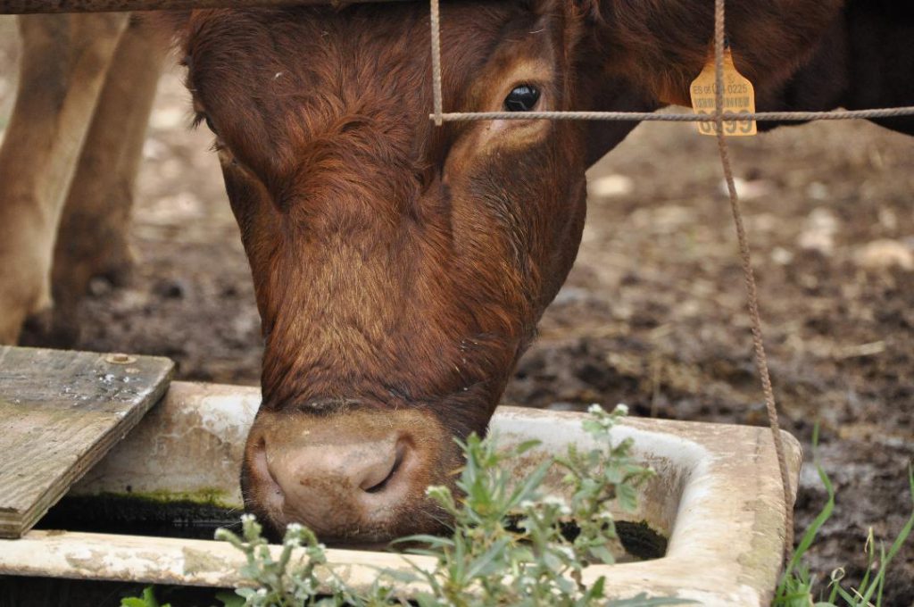 leche menorca