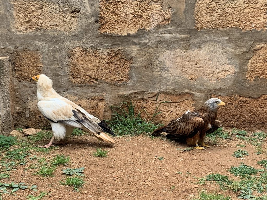 menorca fauna
