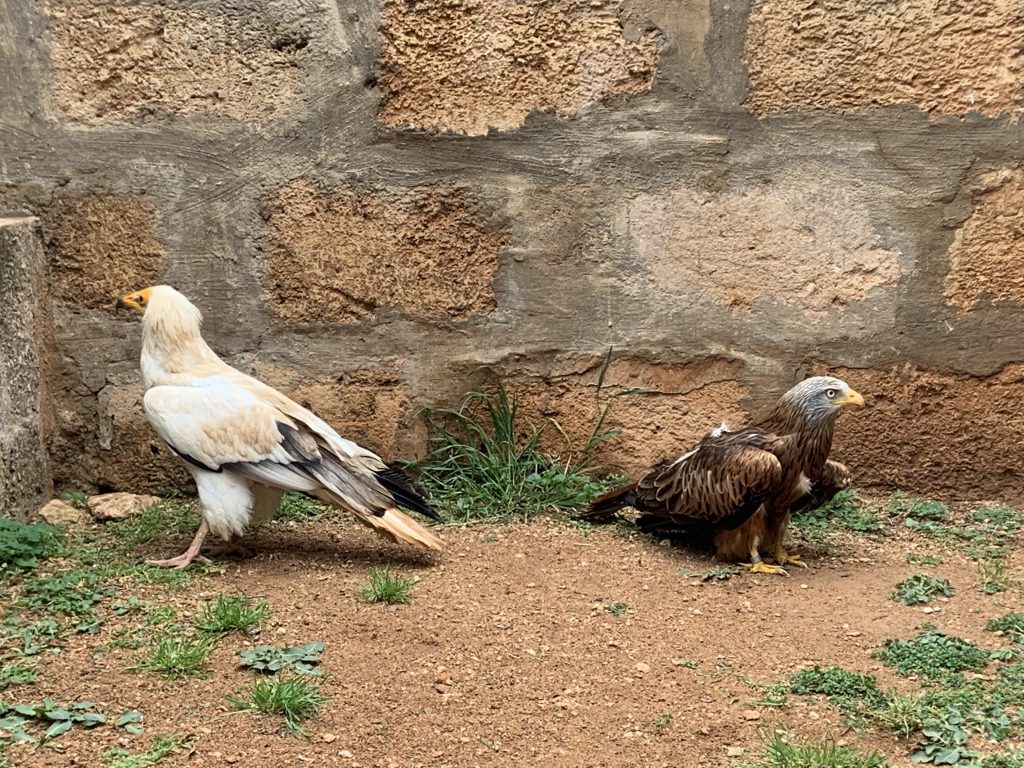 Aves Menorca