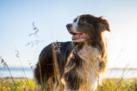 vacaciones con perros