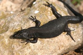 lagartija negra de Menorca