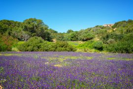 VACANZE MINORCA APRILE