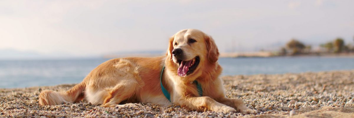Los mejores hoteles en Menorca que aceptan perros