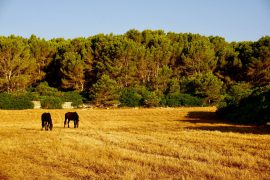 TURISMO INTELLIGENTE A MINORCA