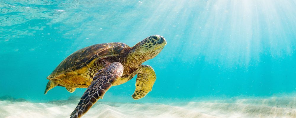 La tartaruga marina protagonista di ONA, la rivista della Riserva delle Biosfera di Minorca