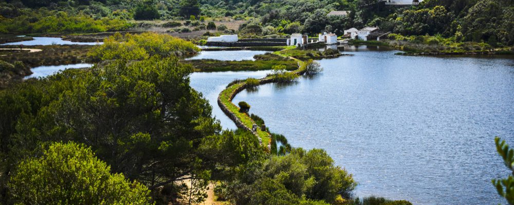 censimento uccelli minorca