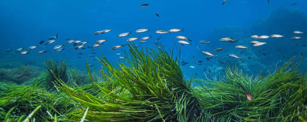 POSIDONIA MINORCA