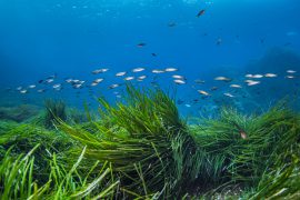 POSIDONIA MINORCA