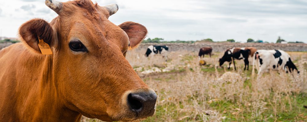 Las Jornades Gastronòmiques de Vedella Vermella Menorquina llegan a su 3ª edición