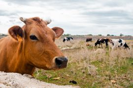 Las Jornades Gastronòmiques de Vedella Vermella Menorquina llegan a su 3ª edición