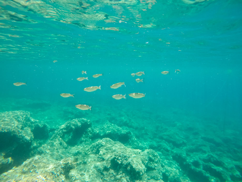 mejores playas en menorca para hacer snorkel