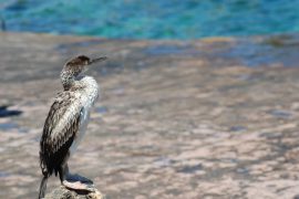 Aves de Menorca