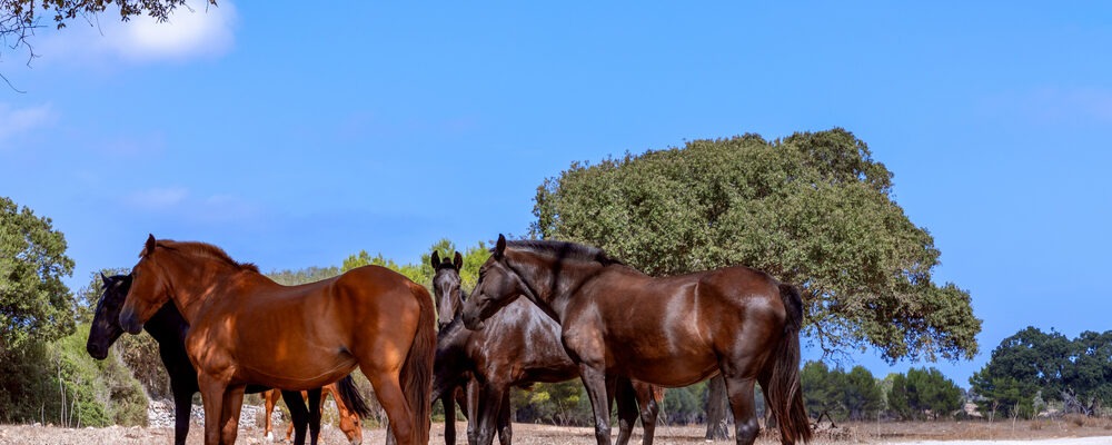 XXVII Feria del Caballo en Es Mercadal: ¡Vuelve a casa con el Night Bus!
