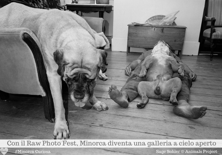 Questa immagine di ©Sage Sohier è presente ad Alaior nella mostra "Animals". 