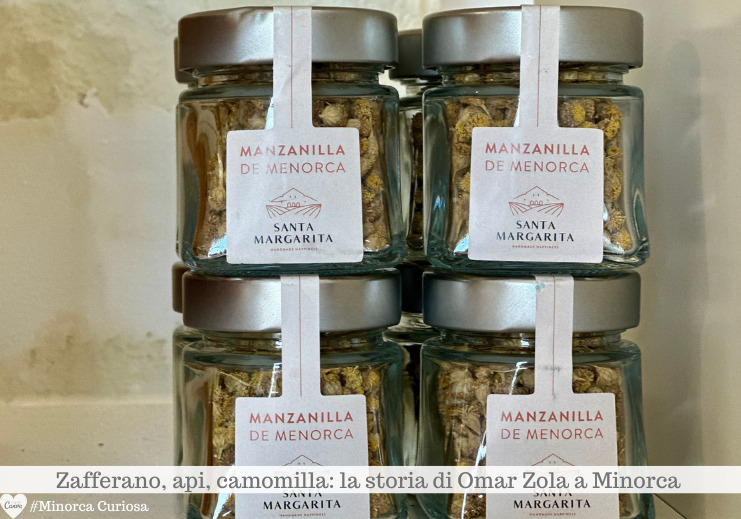 La camomila endemica di Minorca, senza petali bianchi, è diversa da qualsiasi altra varietà