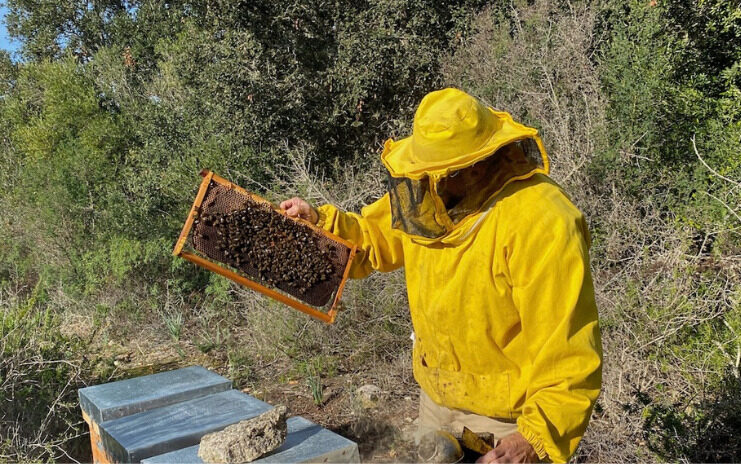 Antoni Anglada trabajando entre sus colmenas en Menorca.