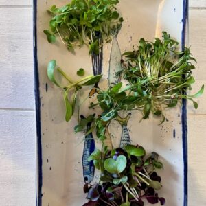 Monica Casarotto brotes