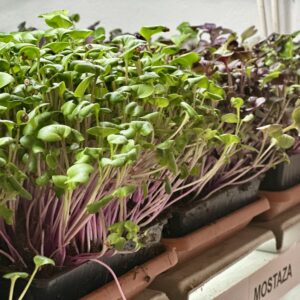 Monica Casarotto galleria