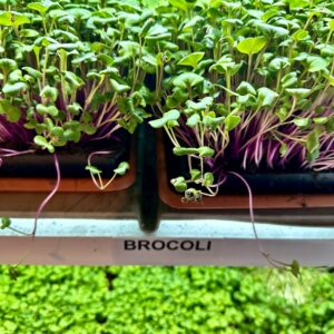 Monica Casarotto microvegetali