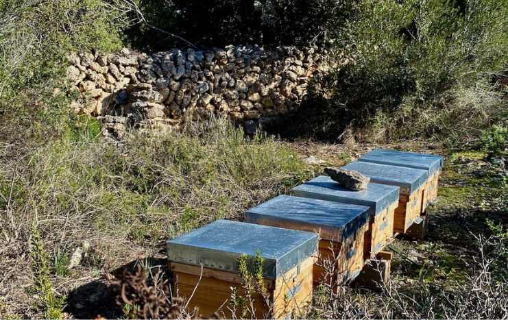 Entre las colmenas de Antoni Anglada en Menorca