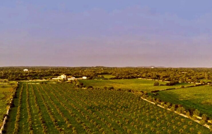 Morvedra Vell, en Ciutadella, es una finca con 6 hectáreas de olivos.