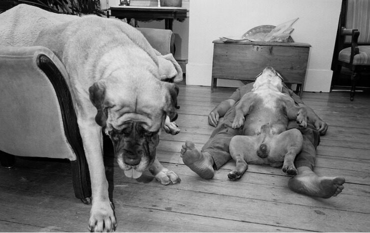 Esta imagen, ©Sage Sohier, está presente en Alaior en la exposición "Animales".