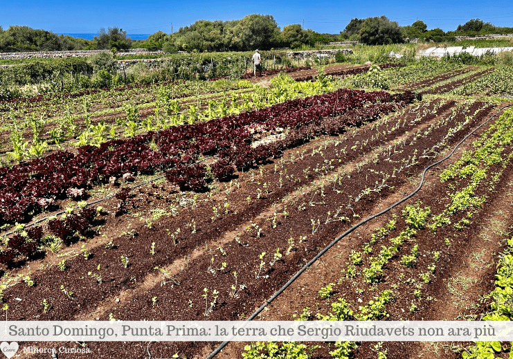 Santo Domingo è una delle quattro/cinque aziende che praticano la agricoltura rigenerativa a Minorca.
