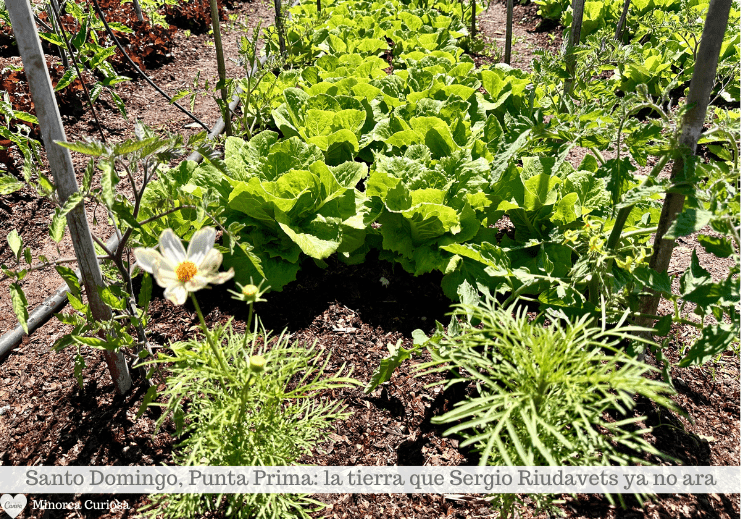 Ensalada cultivada en la finca Santo Domingo, Punta Prima, Menorca