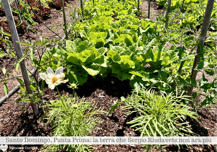 L'insalata coltivata nella tenuta agricola Santo Domingo, a Punta Prima
