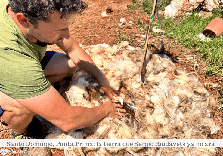 La lana de oveja para la protección de las plantas es una técnica de la agricultura regenerativa.