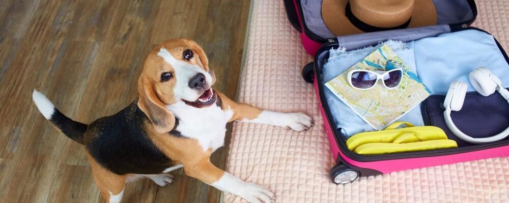 Cane di razza beagle in camera da letto.