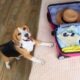 Cane di razza beagle in camera da letto.