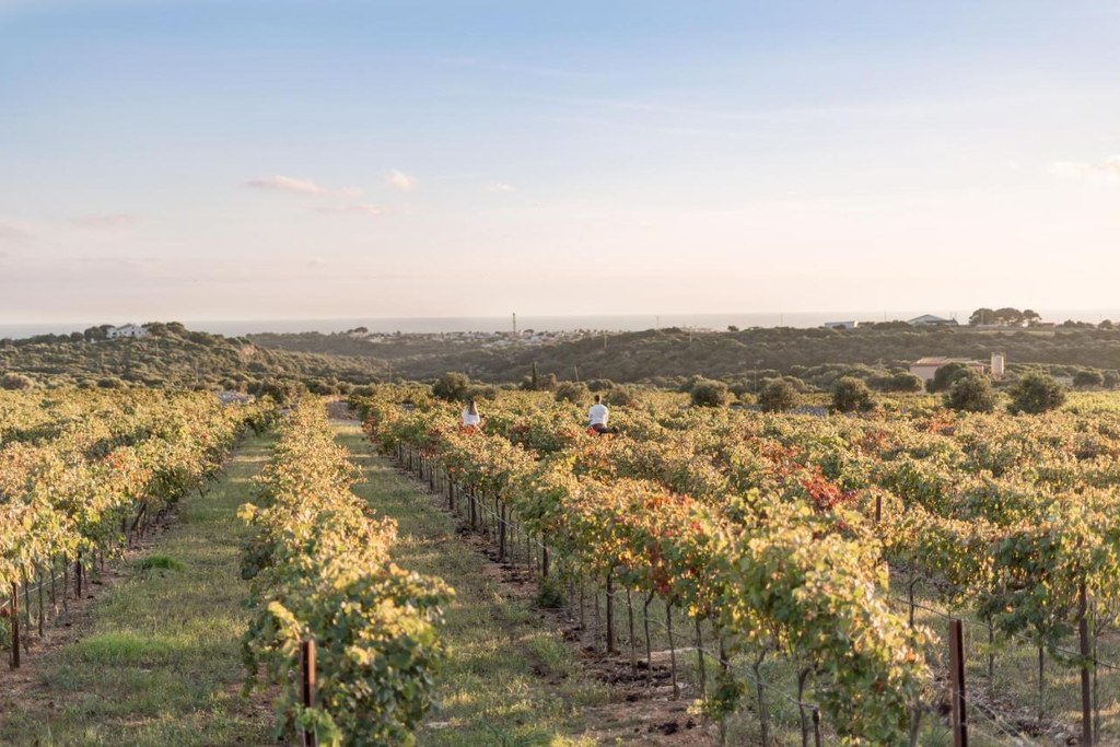 Las hileras de viña de la finca de Torralbenc, en el campo de Alaior, en Menorca